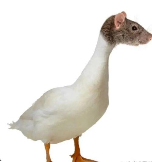 亚洲国产鸭窝在线视频,揭秘传统养殖智慧与现代化融合